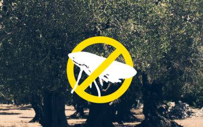 Nel Salento passi avanti contro la Xylella